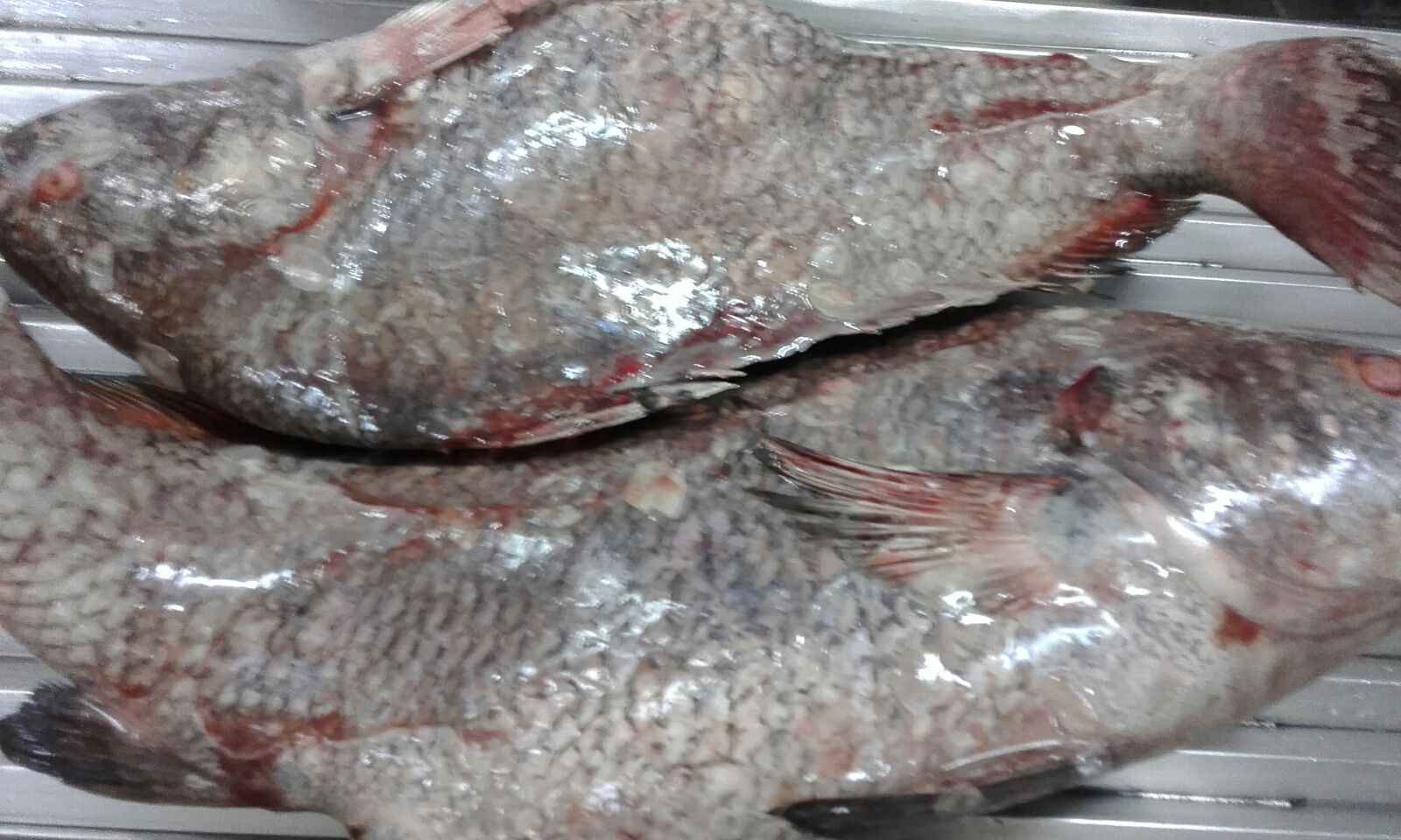 Corvina negra